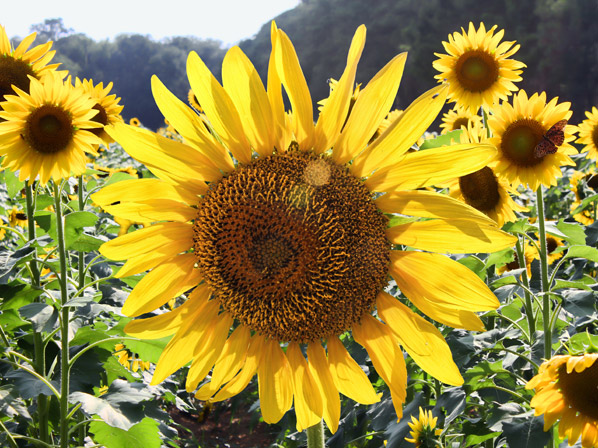 Girasol (silvestre)