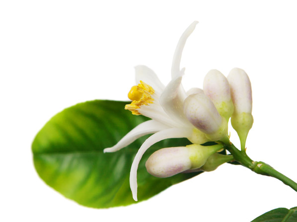 Limón (cultivada)