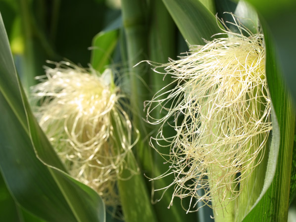 Maíz (cultivada)