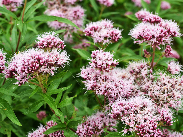 Valeriana (cultivada)