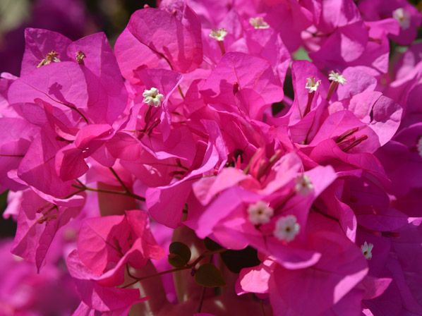 Bouganvillea (cultivada)