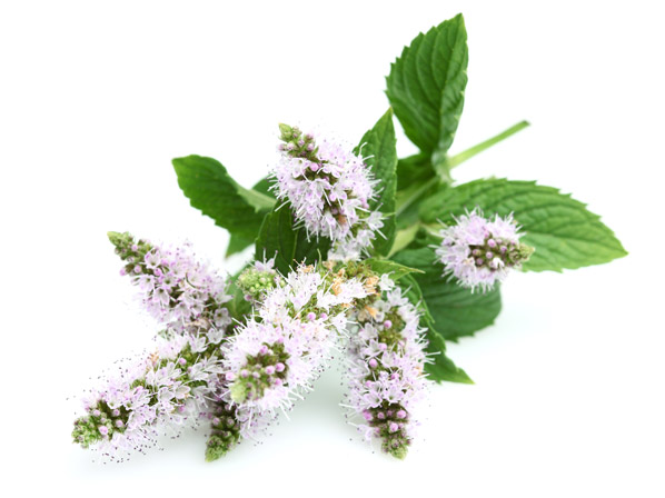 Menta (cultivada)