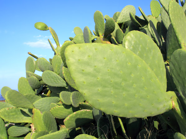 Nopal (silvestre)