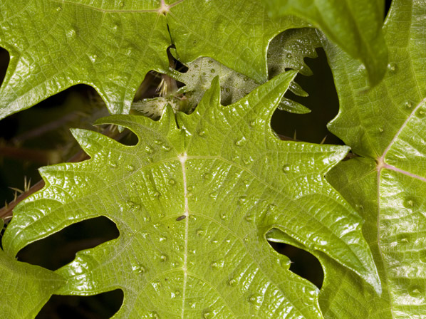 Ortiga (cultivada)