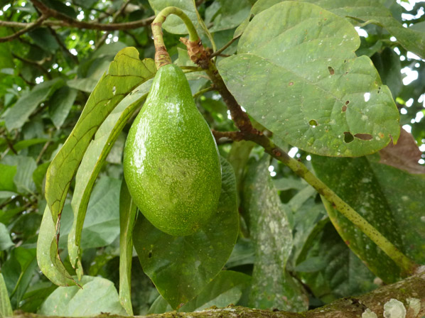 Aguacate (cultivada y silvestre)