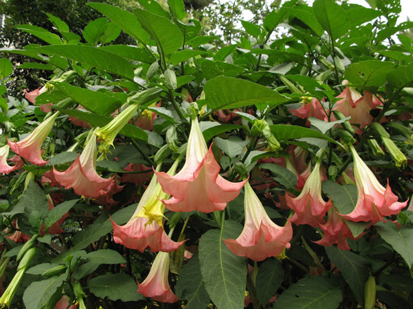 Floripondio (cultivado)