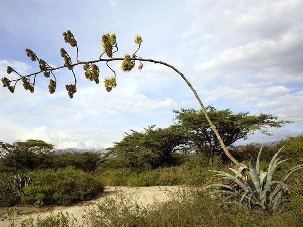 Maguey (silvestre)