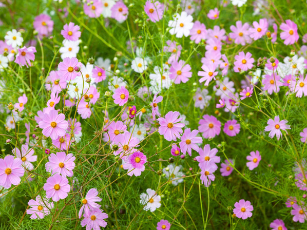 Mirasol (silvestre)