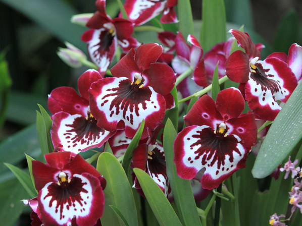 Orquídea Protección (cultivada)