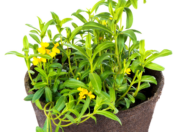 Pericón (cultivada)