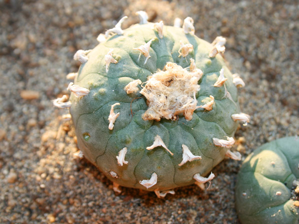 Hikuri (Flor de Peyote)