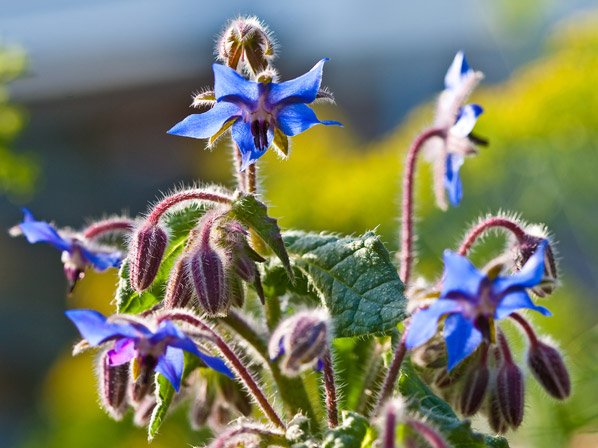 Borraja (cultivada)
