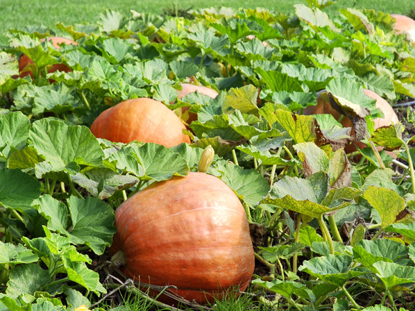 Calabaza (cultivada)