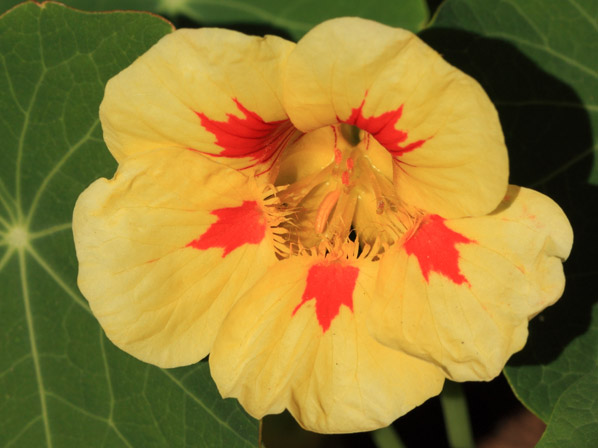 Chile (cultivado y silvestre)