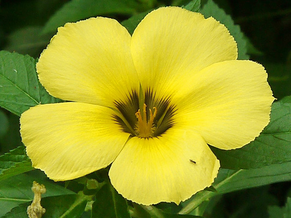 Damiana (silvestre)