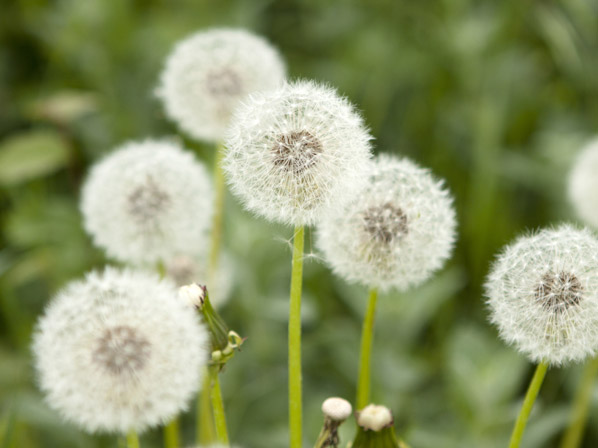 Diente de León (cultivada)