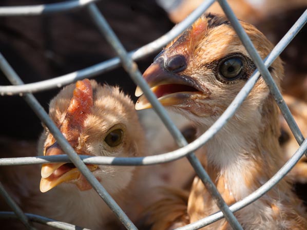 Estos animales nos están matando - Aves. gripe aviar