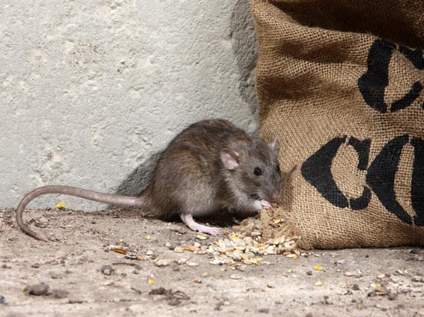 Estos animales nos están matando - Ratas. Hantavirus, peste