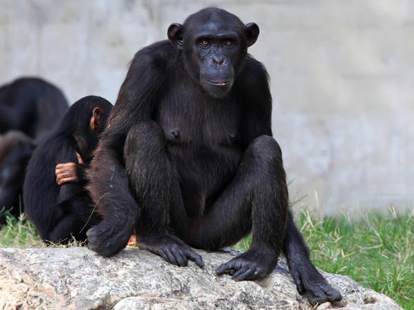 Estos animales nos están matando - Chimpancés: Ébola