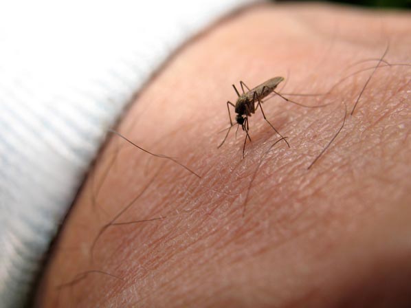Estos animales nos están matando - Mosquitos. fiebre amarilla, malaria, Virus del Nilo y dengue