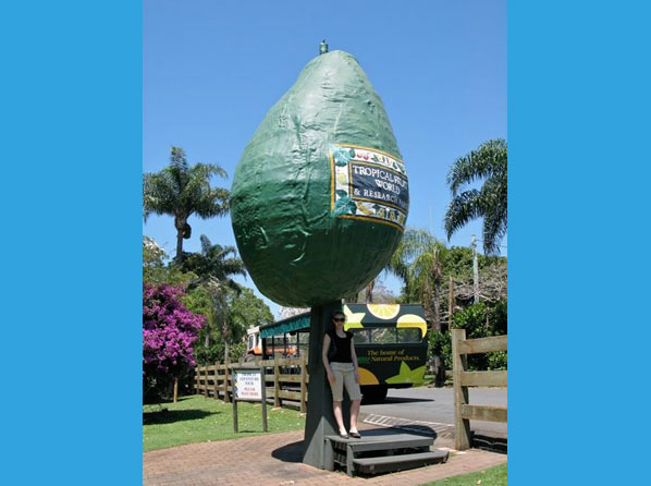 Seis razones médicas para comer aguacate - El avocado gigante
