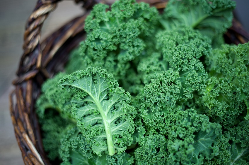 Los mejores alimentos para conseguir calcio - Kale o col rizada 