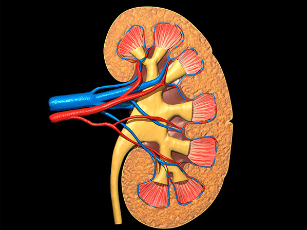 Todo lo que debes saber sobre tu riñón - Un millón de nefrones