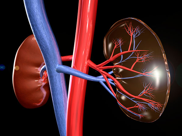 Todo lo que debes saber sobre tu riñón - ¿Qué es la función renal?