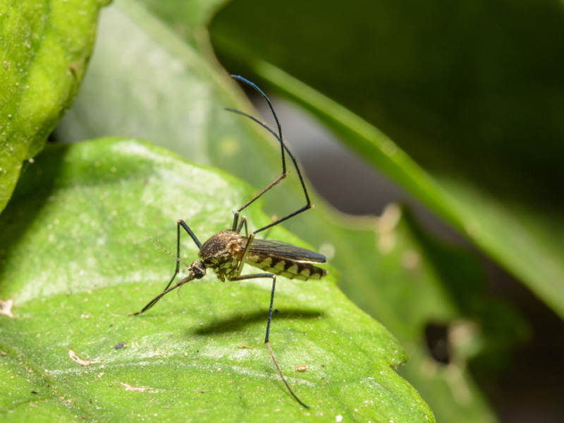  7 enfermedades peligrosas que transmiten los mosquitos - 2. chikungunya