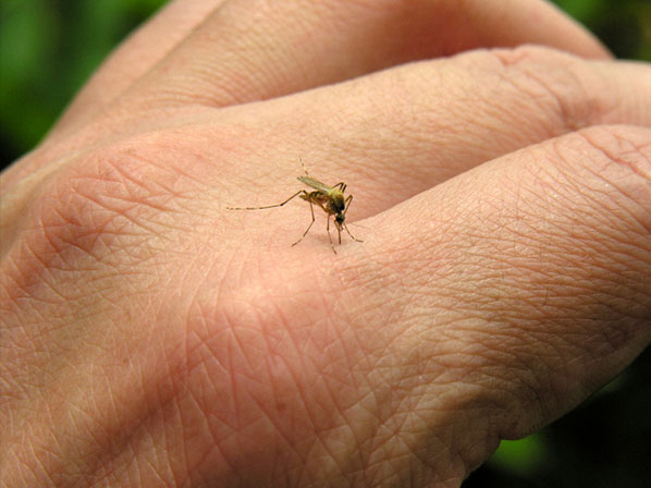  7 enfermedades peligrosas que transmiten los mosquitos - Época fatal