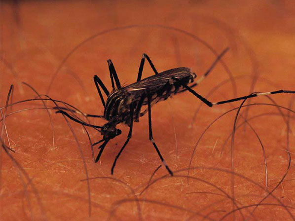  7 enfermedades peligrosas que transmiten los mosquitos - Fuera de control