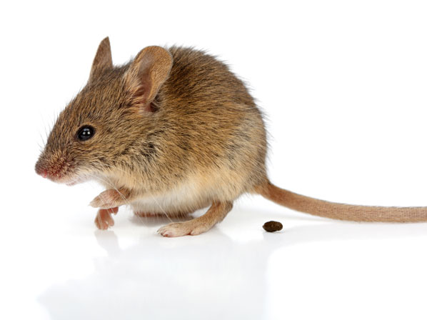 ¿Cuántos insectos y pelos de roedor estás comiendo?  - 4. Heces de roedores y otros mamíferos