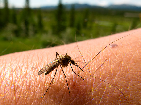 Enfermedades que transmiten los insectos - 1. El peligroso dengue 