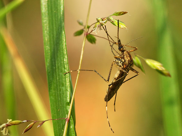Enfermedades que transmiten los insectos - Datos de la OMS