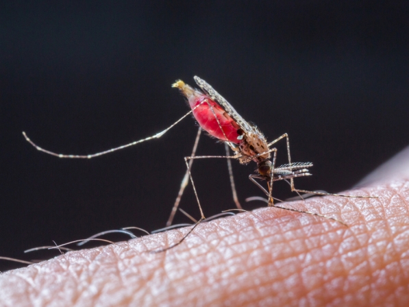 Enfermedades que transmiten los insectos - 2. Virus del Nilo