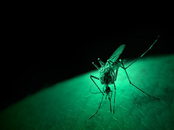 Enfermedades que transmiten los insectos - Mosquito transmisor