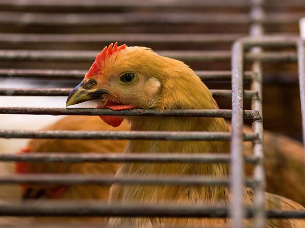 Seis enfermedades que podrían matar a millones - 2. Virus aviarios