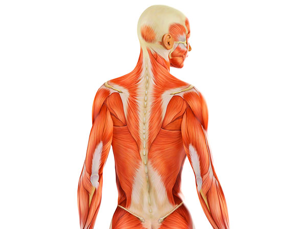 Las 15 partes más “inservibles” del cuerpo - 7. Músculo piramidal