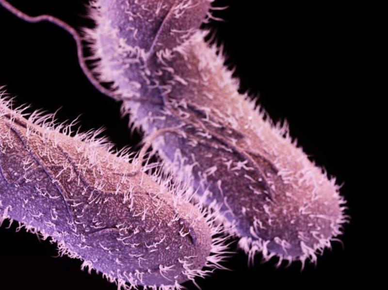 Qué es y cómo se previene la Salmonella - ¿Qué es la salmonellosis? 