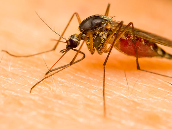 Fans en Brasil: advierten sobre riesgos de salud - Enfermedades de mosquitos