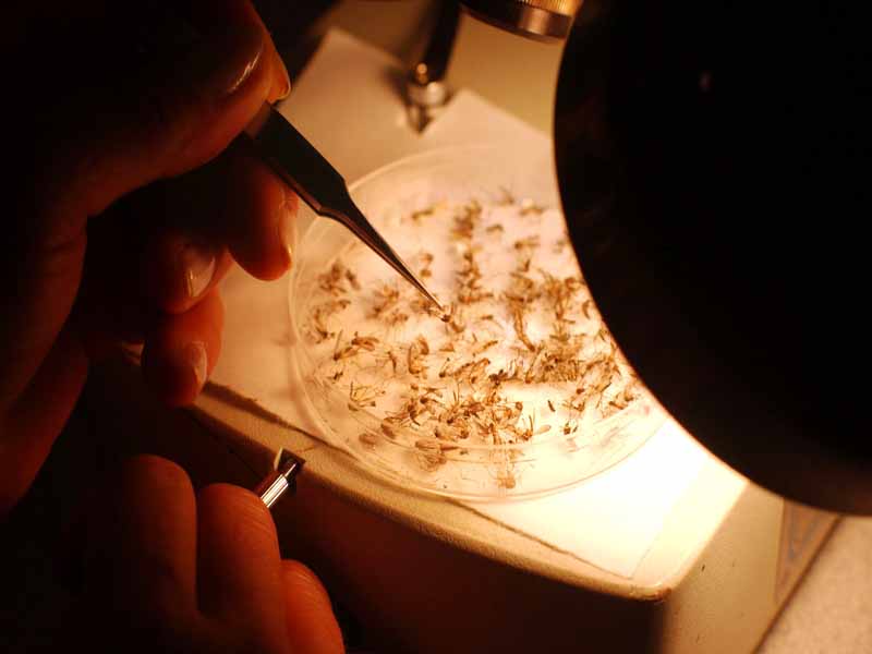 Virus chikungunya ya está en el país - Futuro