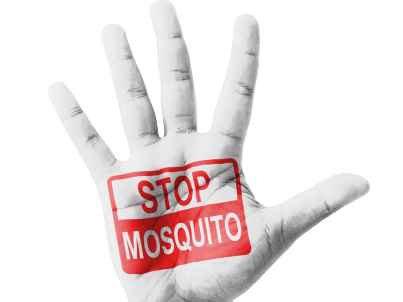Virus chikungunya ya está en el país - Frenar al mosquito