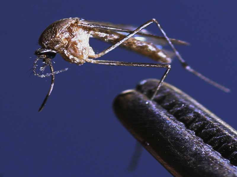 Virus chikungunya ya está en el país - Batalla