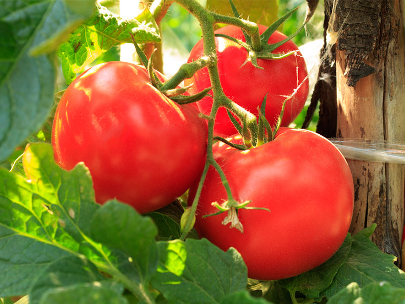 11 alimentos sanos que pueden envenenarte - 8. Tomates