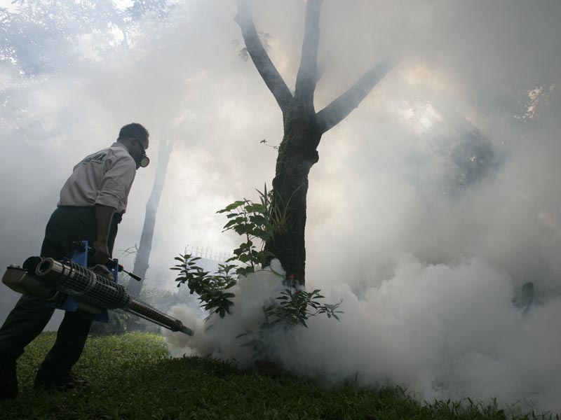 Virus chikungunya: ¿se puede frenar? - Niebla letal