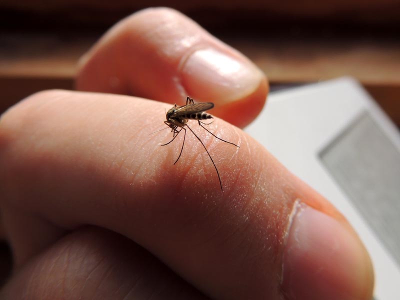 Virus chikungunya: ¿se puede frenar? - Fuerza potente