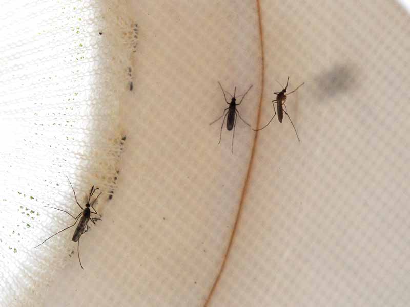 Virus chikungunya: ¿se puede frenar? - Picaduras
