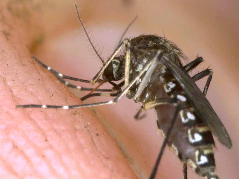 Virus chikungunya: ¿se puede frenar? - Prevención