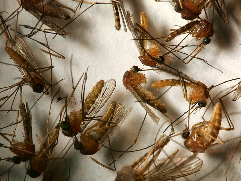 Virus del Nilo vs Chikungunya: cuál es peor - Otra especie