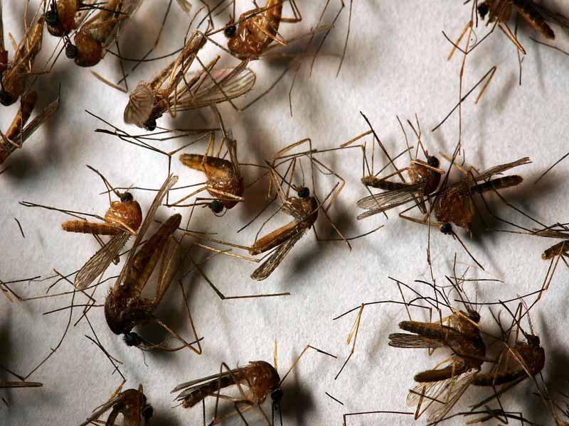 15 tips para alejar a los insectos - Aerosoles